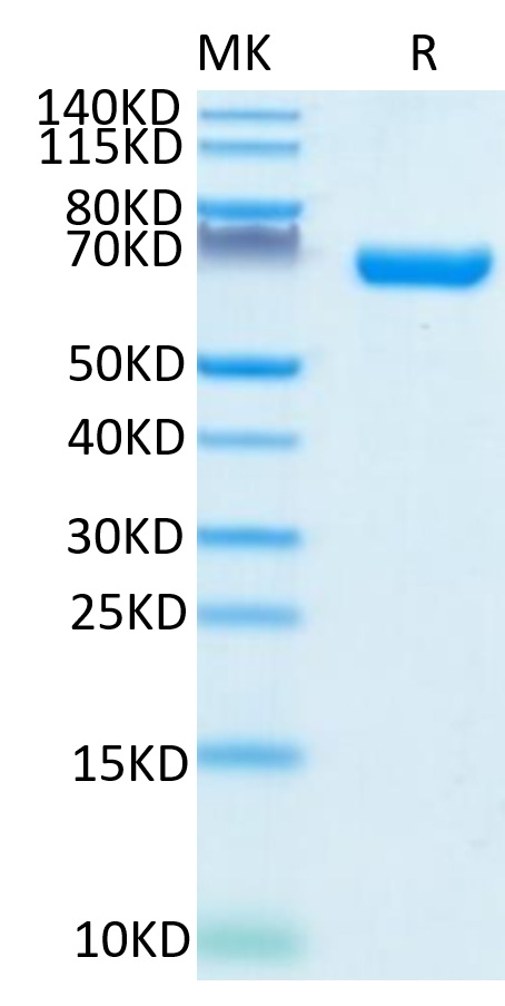 Recombinant Human CD38 Protein