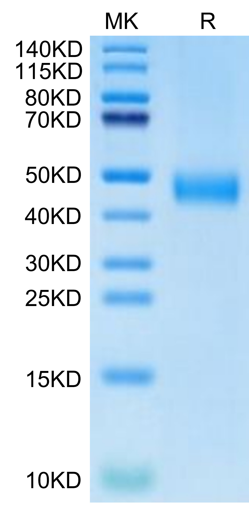 Biotinylated Recombinant Human CD38 Protein