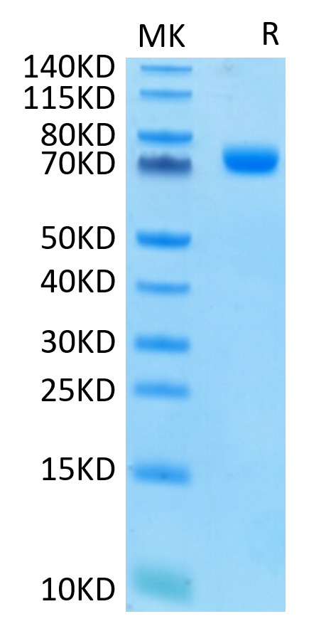 Recombinant Human Siglec-3/CD33 Protein