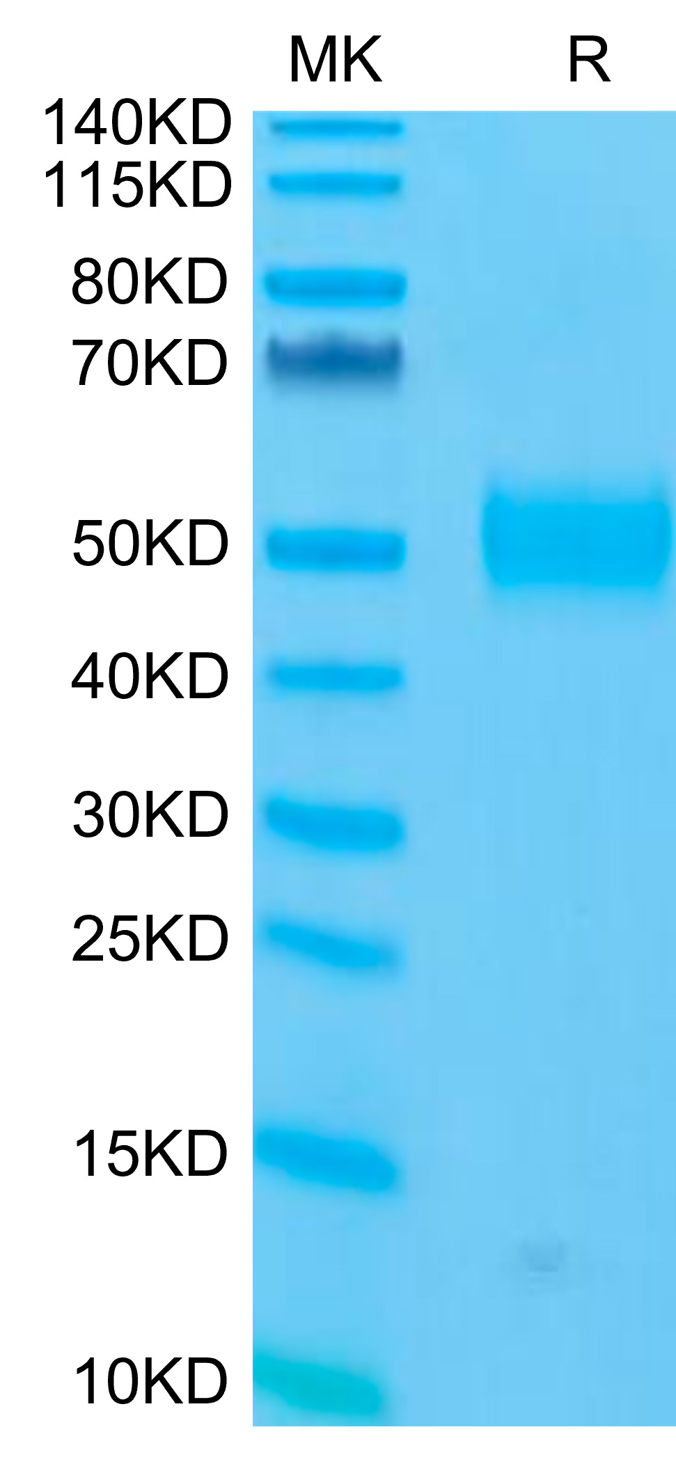 Recombinant Human Siglec-3/CD33 Protein