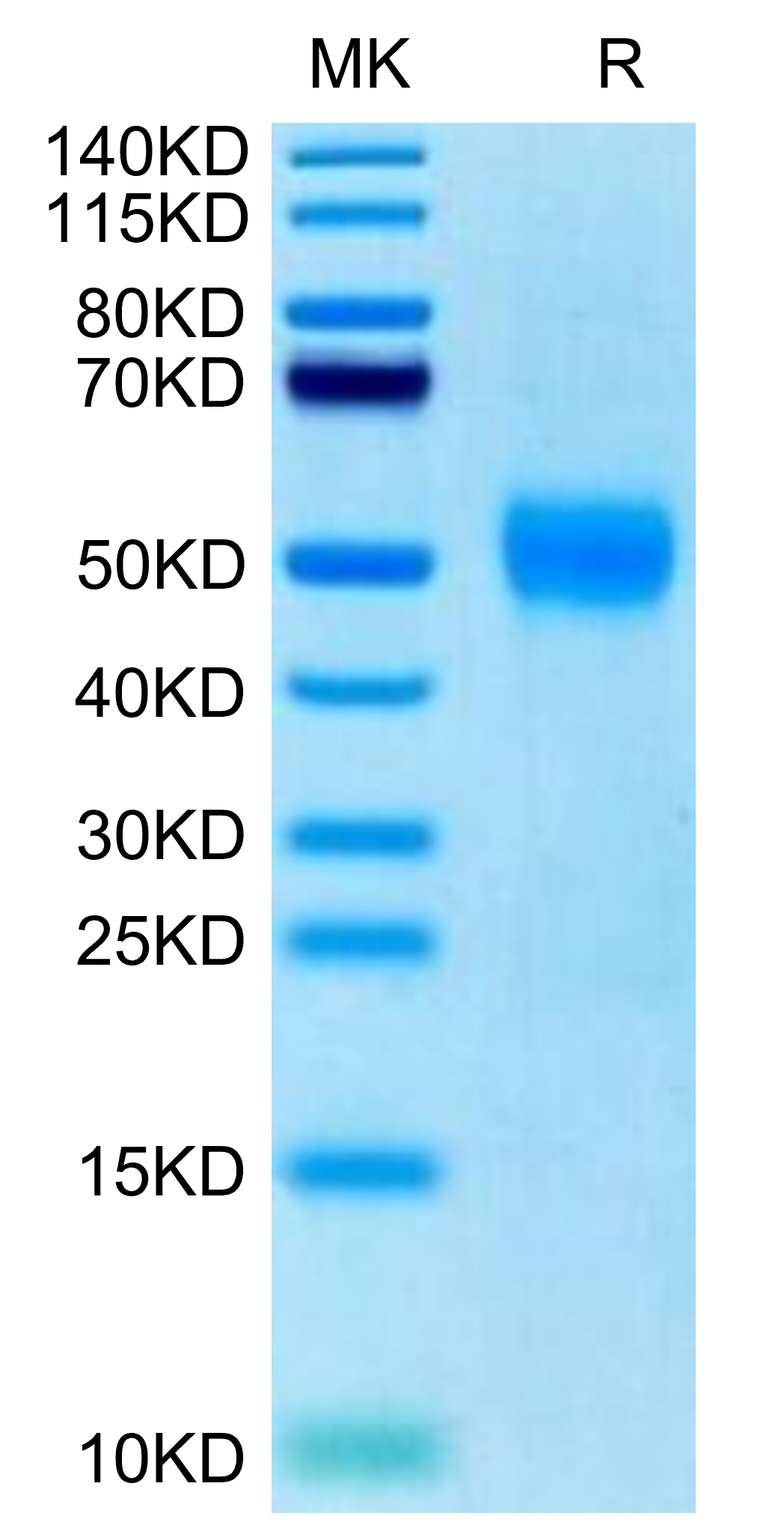 Biotinylated Recombinant Human Siglec-3/CD33 Protein