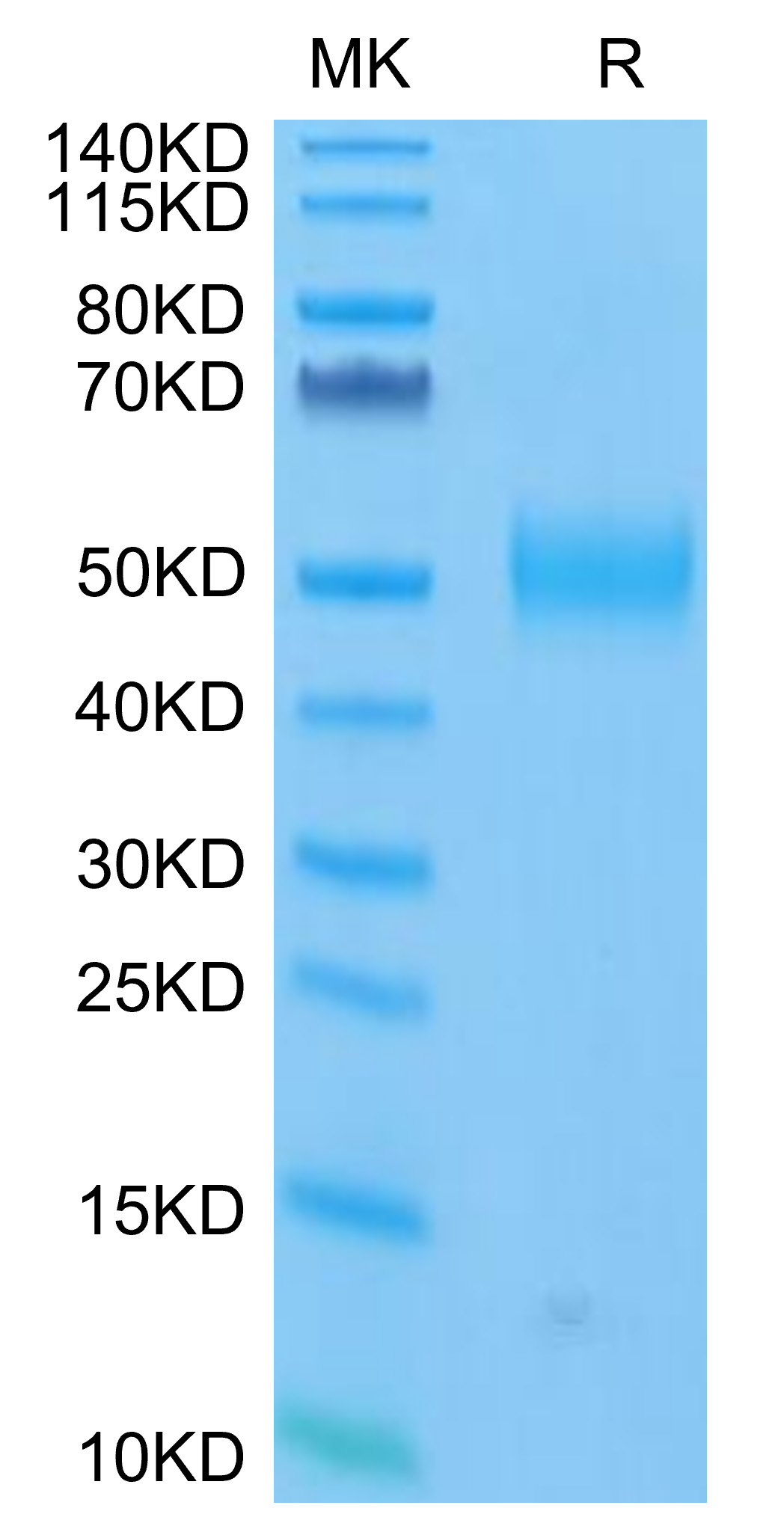 FITC-Labeled Recombinant Human Siglec-3/CD33 Protein