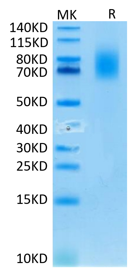 Recombinant Human TNFRSF8/CD30 Protein