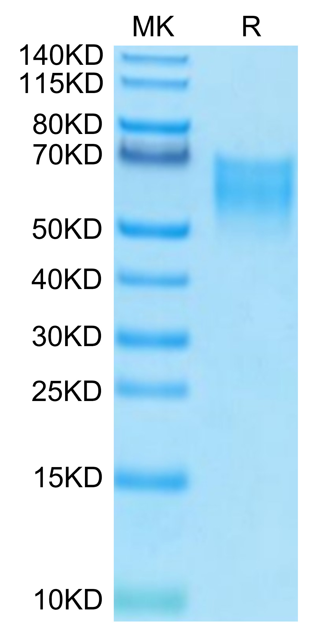 Biotinylated Recombinant Human B7-2/CD86 Protein