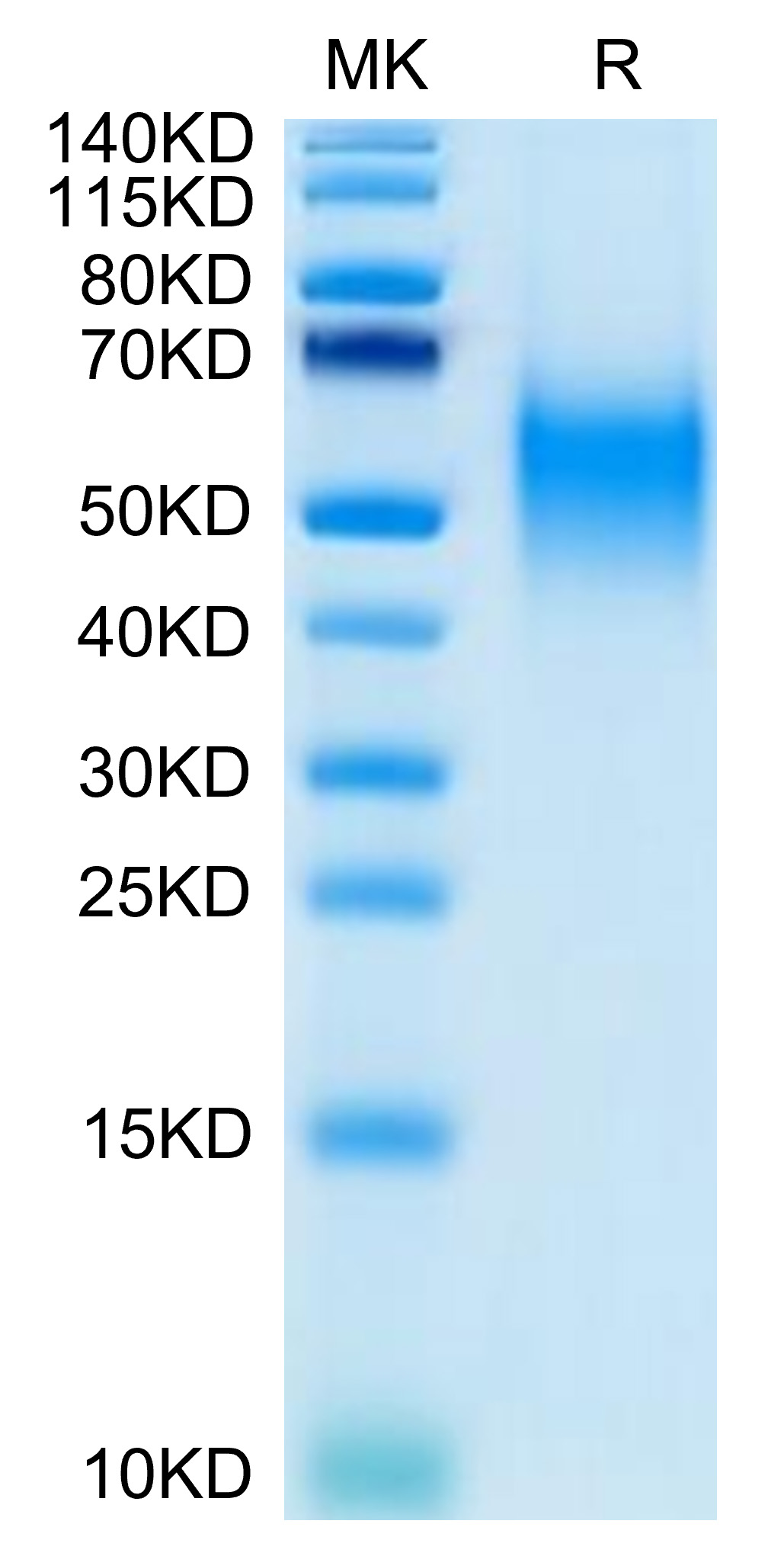 Biotinylated Recombinant Human B7-1/CD80 Protein