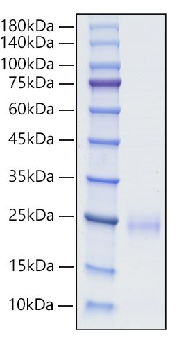 Recombinant Human BY55/CD160 Protein