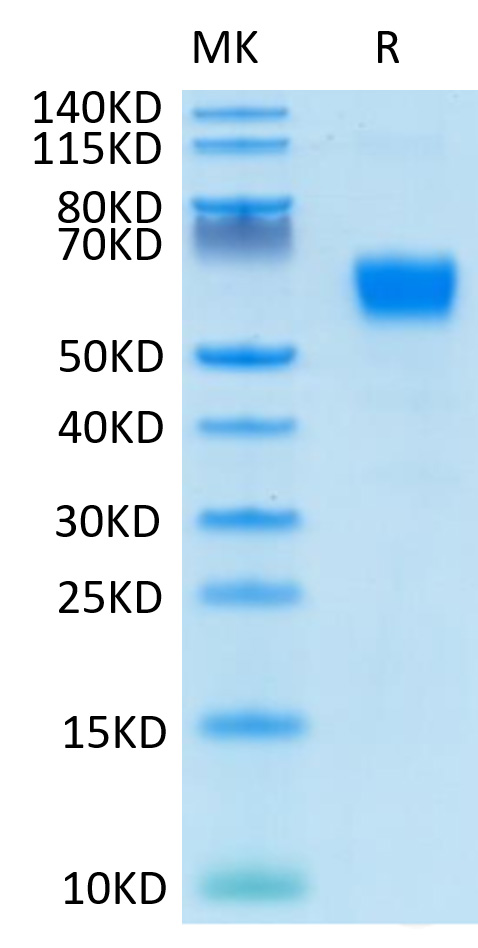 Recombinant Human/Cynomolgus/Rhesus macaque CD28 Protein