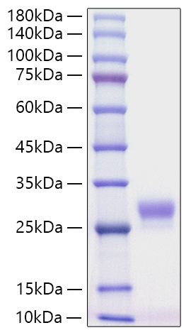 Recombinant Mouse CSF-3/G-CSF Protein