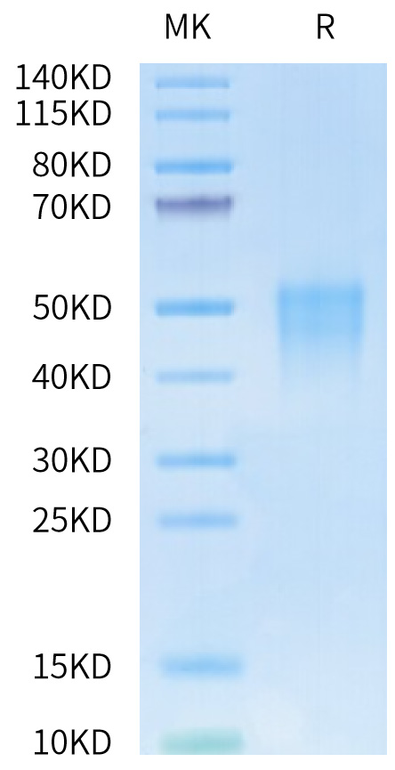 Biotinylated Recombinant Human/Cynomolgus/Rhesus macaque CD28 Protein