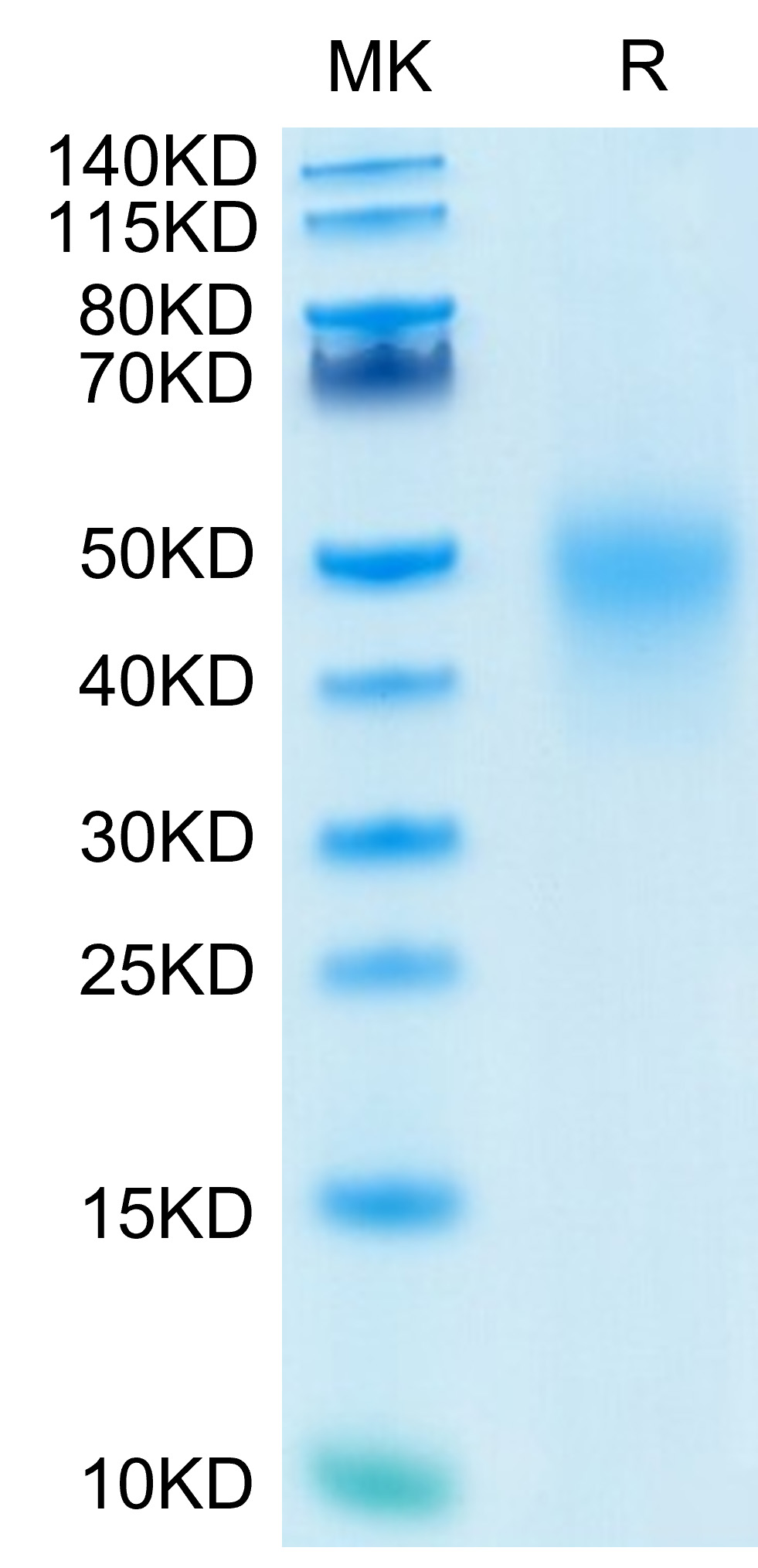 Recombinant Human TNFRSF7/CD27 Protein