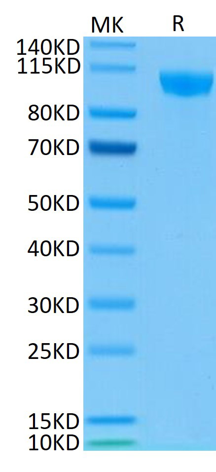 Biotinylated Recombinant Human Siglec-2/CD22 Protein