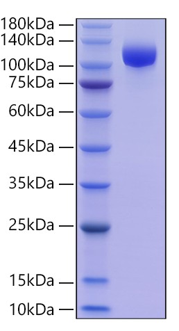 Recombinant Human Siglec-2/CD22 Protein