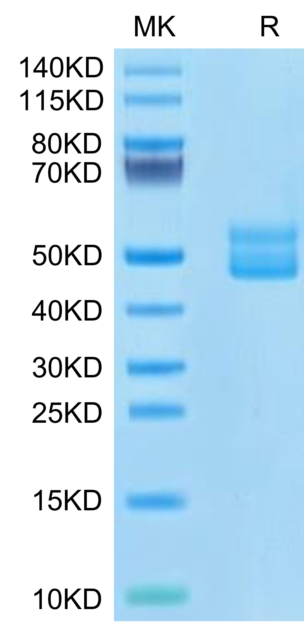 Recombinant Human CD3E&CD3G Protein