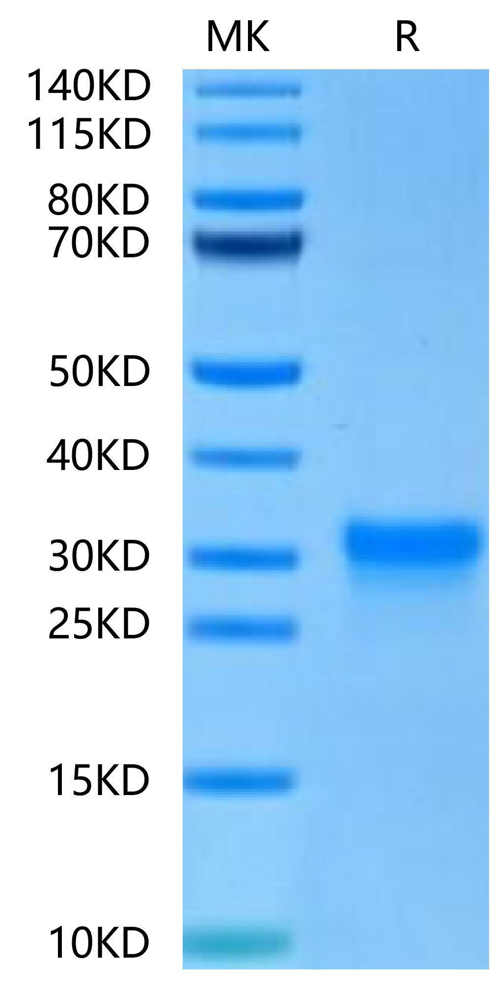 Recombinant Human CD8 alpha Protein