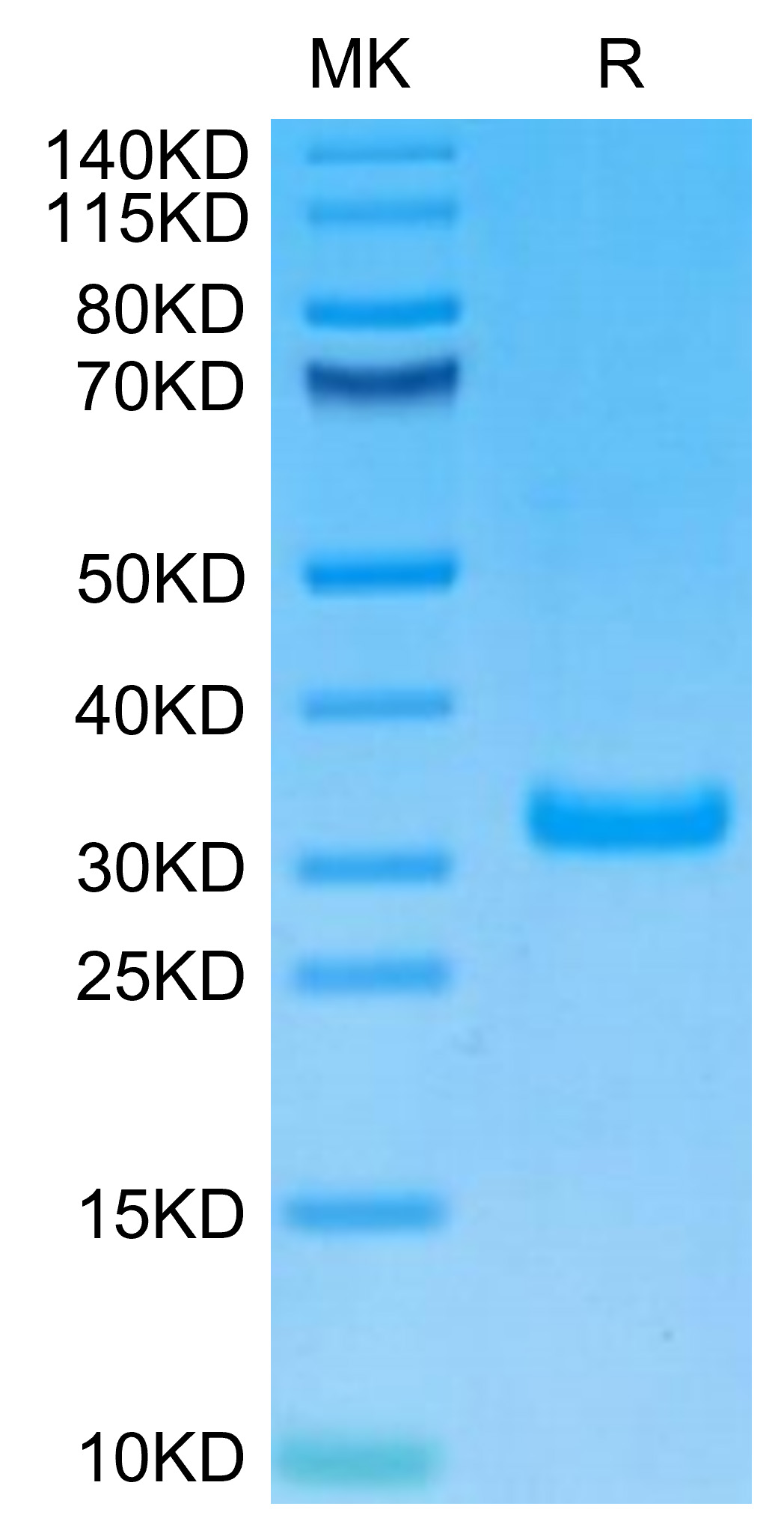 Biotinylated Recombinant Human CD8 alpha Protein