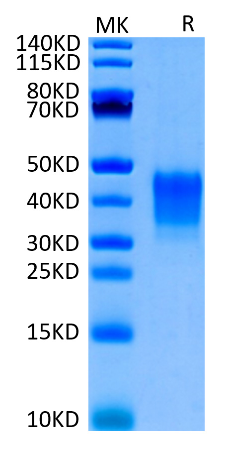 Biotinylated Recombinant Human CD7 Protein