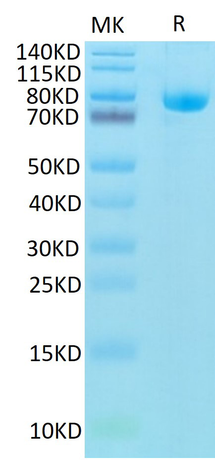 Biotinylated Recombinant Human CD5 Protein