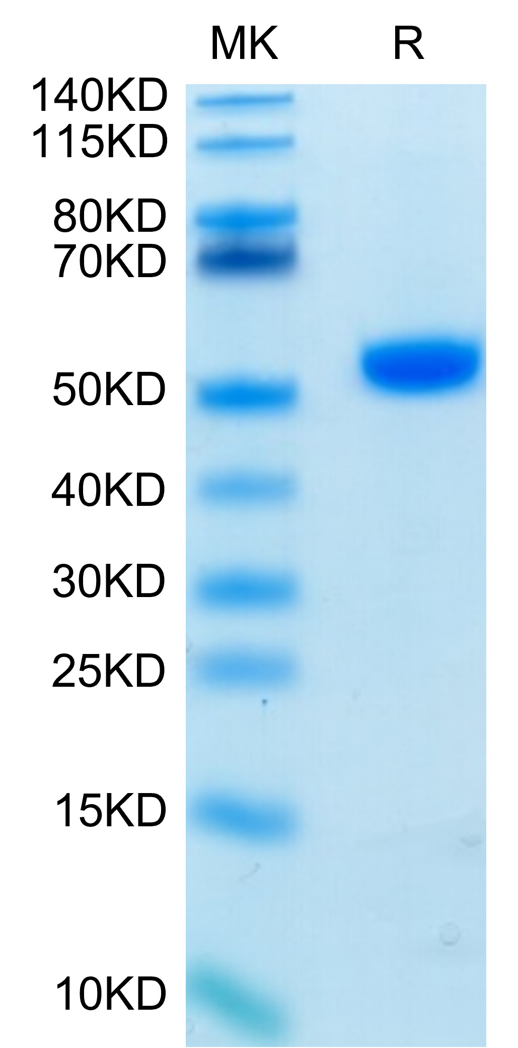 Biotinylated Recombinant Human LEU3/CD4 Protein