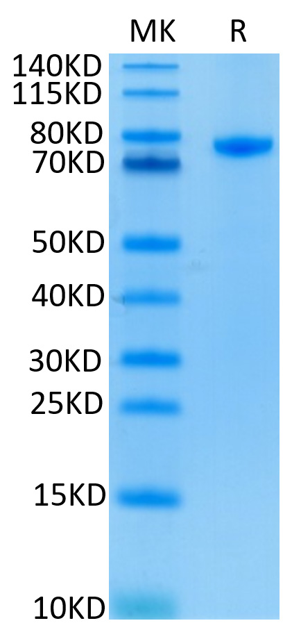 Recombinant Human LEU3/CD4 Protein