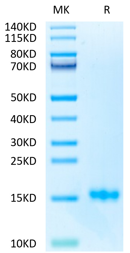 Biotinylated Recombinant Human CD3 epsilon Protein