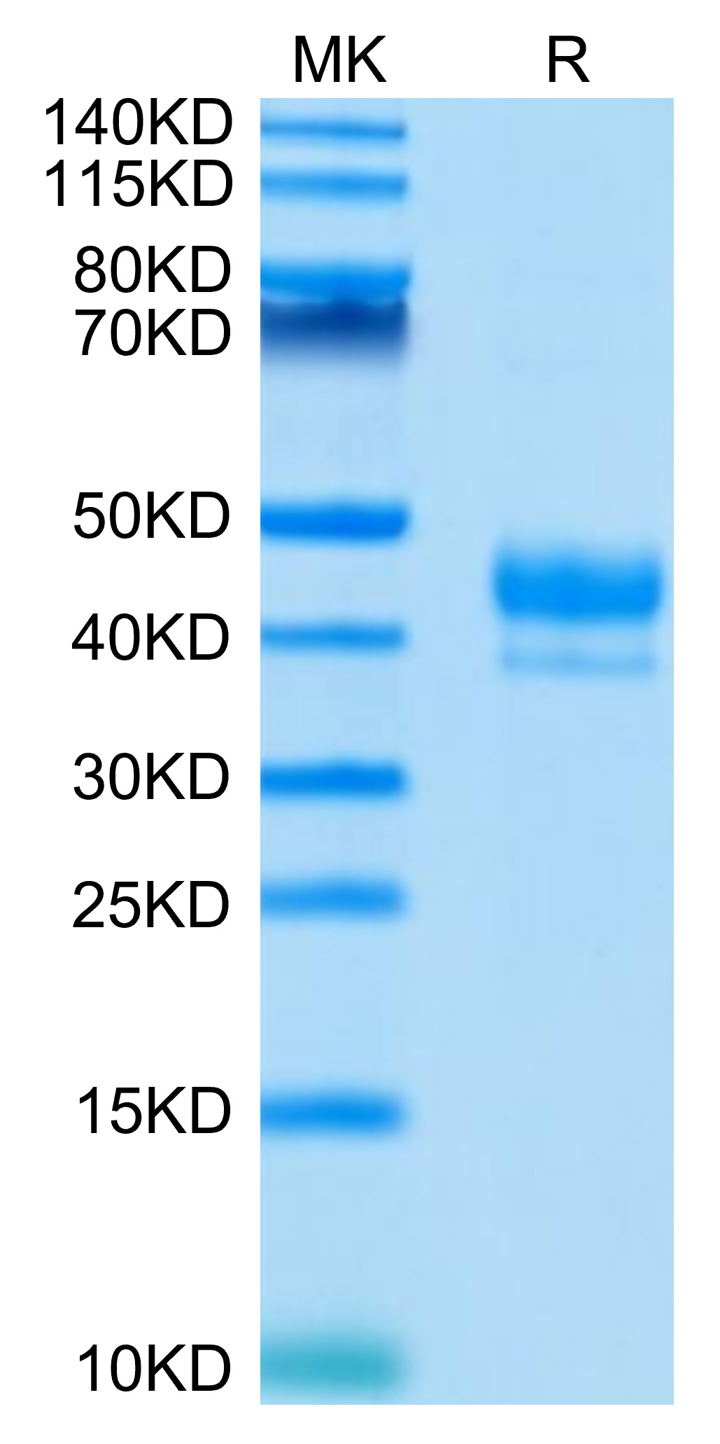 Recombinant Human CD3 epsilon (23-48) Protein