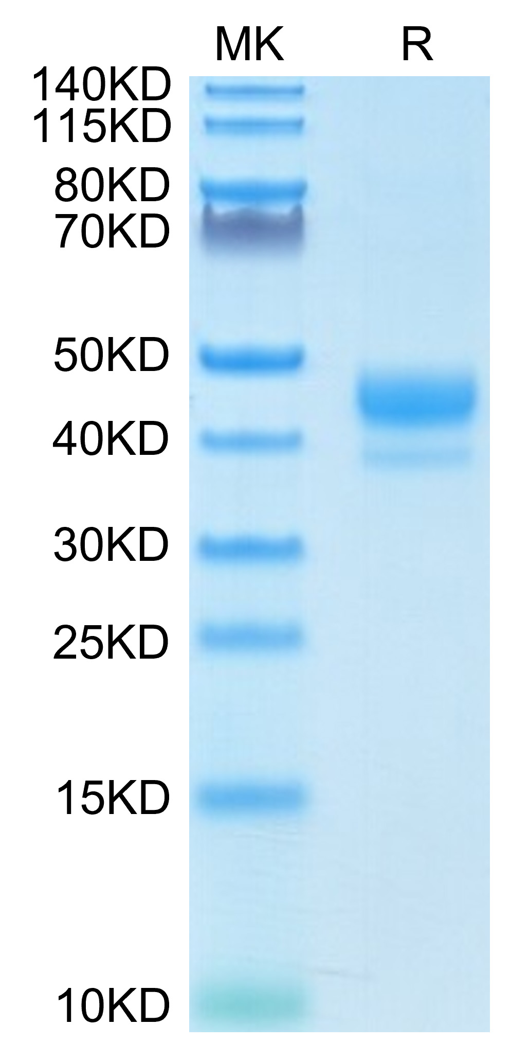 Biotinylated Recombinant Human CD3 epsilon (23-48) Protein