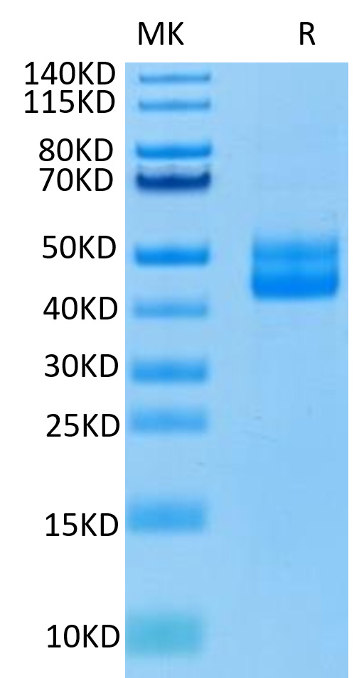 Recombinant Human CD3 epsilon Protein