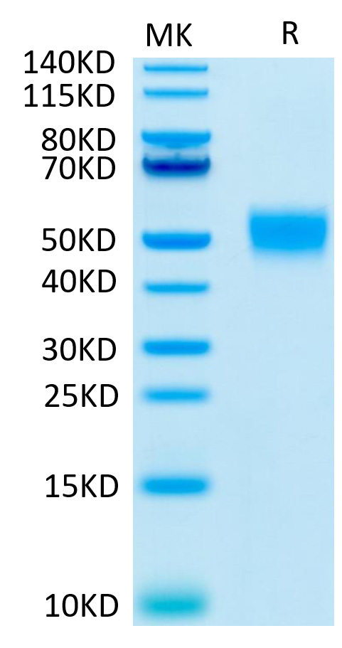 Recombinant Human CD24 Protein