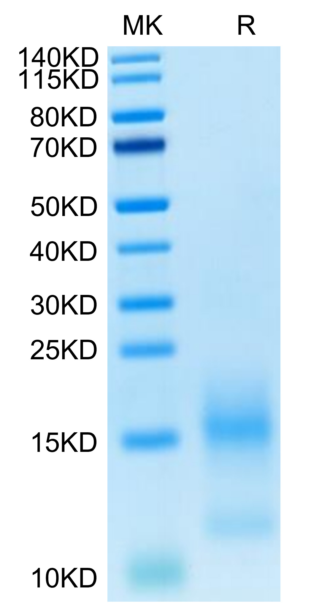 FITC-Labeled Recombinant Human TNFRSF17/BCMA/CD269 Protein