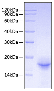 Recombinant Mouse IL-33 Protein