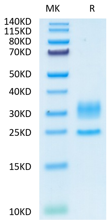 Recombinant Human CD3E&CD3D Protein