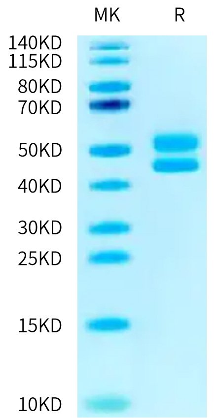 Recombinant Human CD3E&CD3D Protein