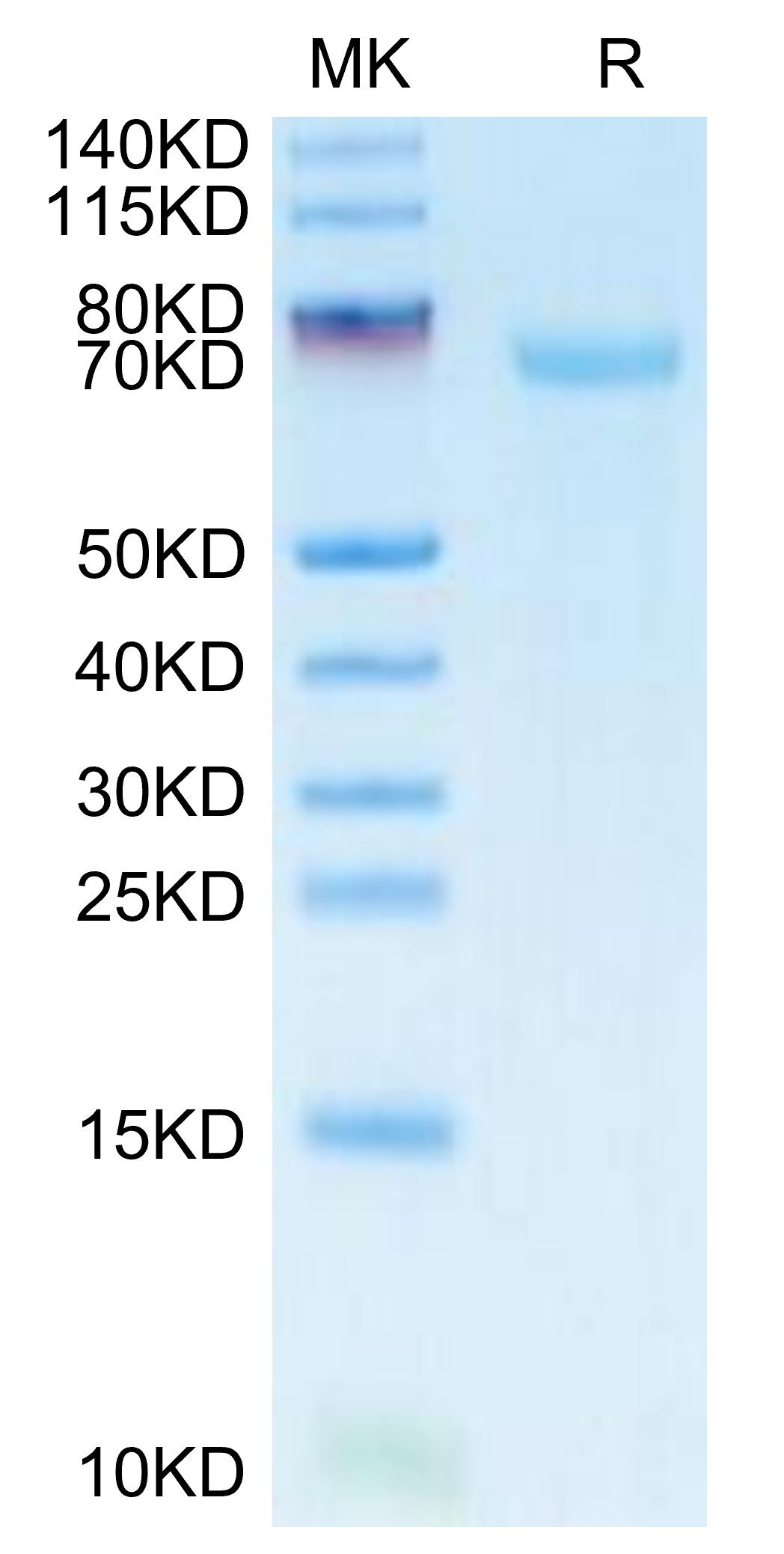 FITC-Labeled Recombinant Human B7-H3/CD276 Protein