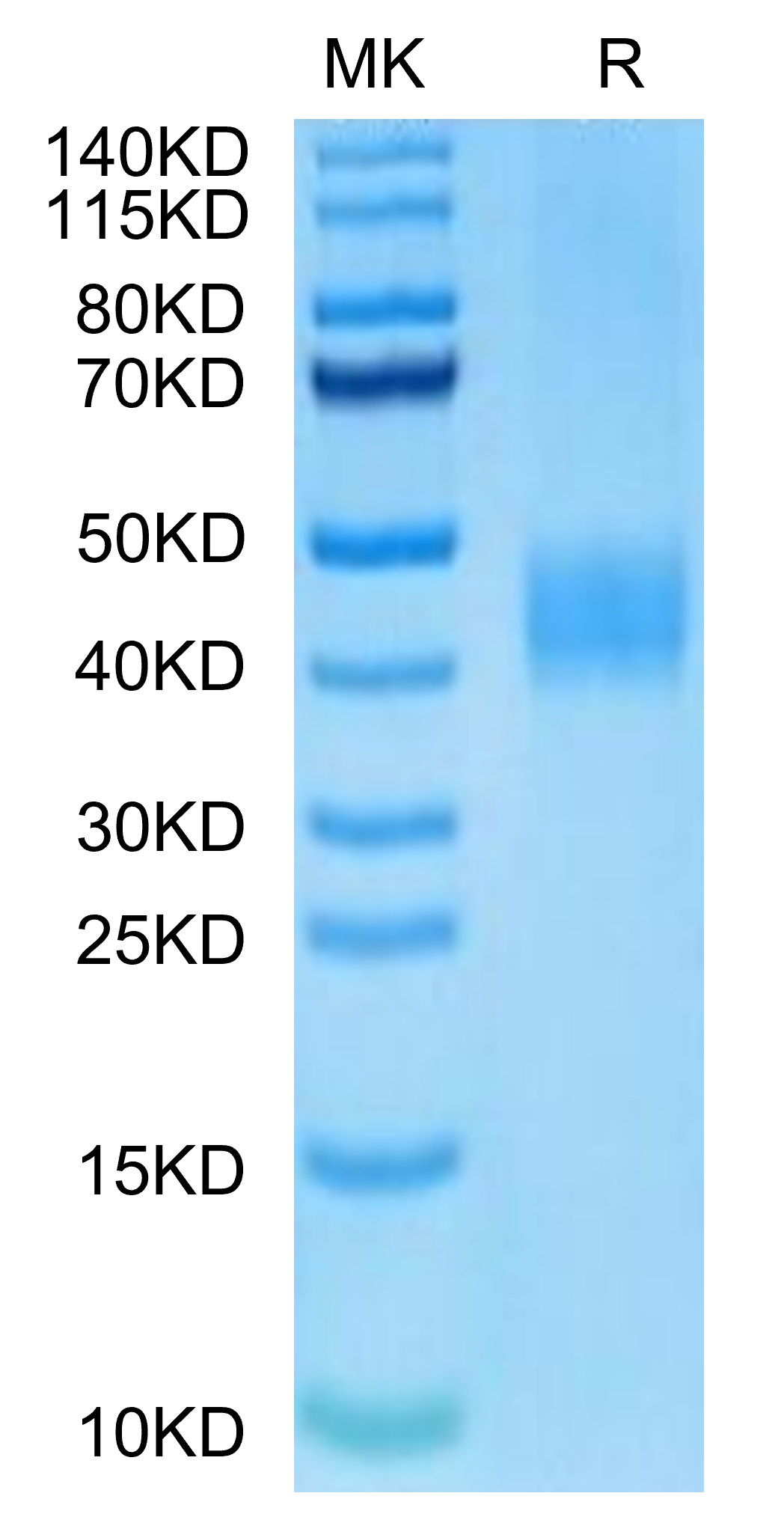 Biotinylated Recombinant Human B7-H3/CD276 Protein