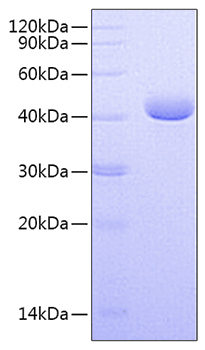 Recombinant Human Nectin-4/PVRL4 Protein