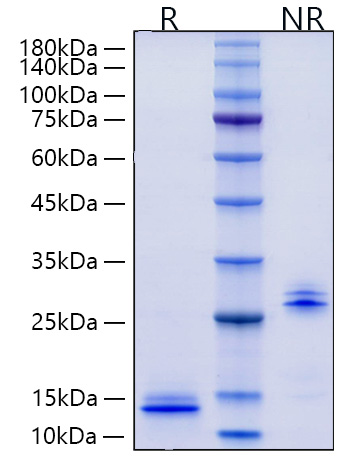 Recombinant Human/Mouse/Rat mature TGF-beta 3 Protein