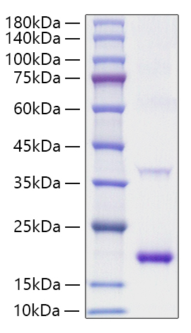 Recombinant Mouse IL-1Ra/IL-1F3/IL-1RN Protein