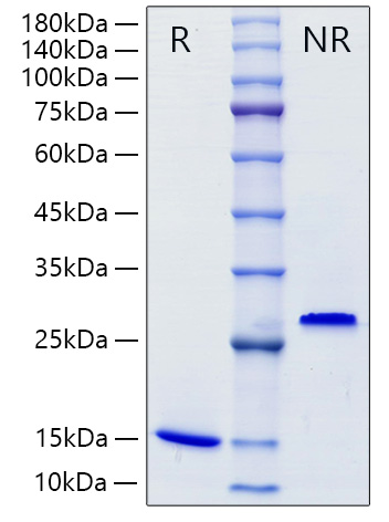 Recombinant Mouse/Rat Mature TGF-beta 1 Protein