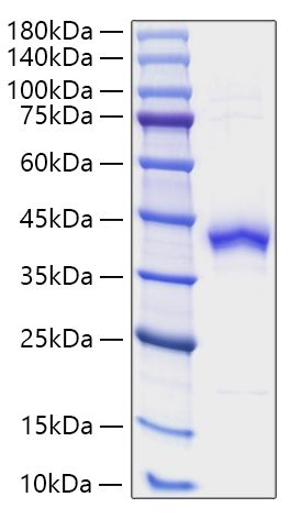 Recombinant Human S100-B Protein