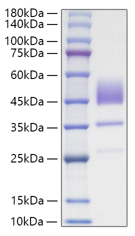 Recombinant Human Brain Natriuretic Peptide/NT-proBNP Protein