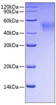 Recombinant Mouse Fc gamma RI/FCGR1/CD64 Protein