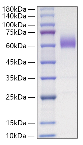 Recombinant Mouse CD47 Protein