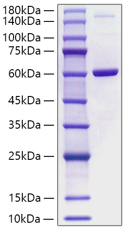 Recombinant Human PBEF/Visfatin/NAMPT Protein