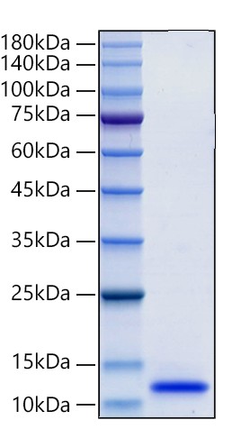 Recombinant Human LR3-IGF-1(E51R) Protein