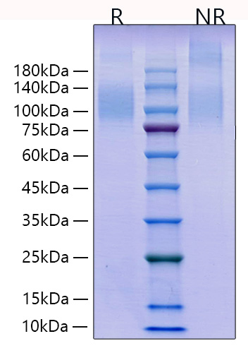 Recombinant Human TACTILE/CD96 Protein