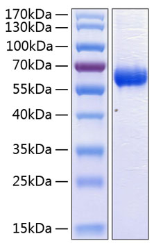 Recombinant Human CD47 Protein