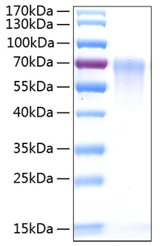 Recombinant Human DAF/CD55 Protein