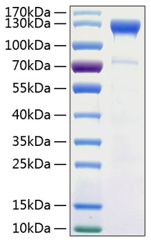 Recombinant Human Semaphorin-4D/SEMA4D/CD100 Protein