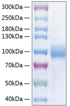 Recombinant Human Nectin-3/PVRL3/CD113 Protein