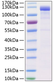 Recombinant Human VE-cadherin/CDH5/CD144 Protein